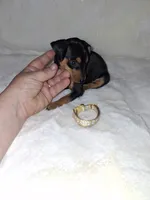 Harlequin Pinscher M🥇, a male Miniature Pinscher for sale in Ocala, FL – 2 of 7