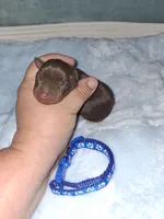 Chocolate M 💙, a male Miniature Pinscher for sale in Ocala, FL – 4 of 6