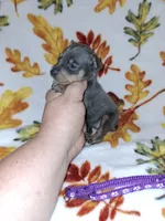 Blue/ tan F 💜, a female Miniature Pinscher for sale in Ocala, FL – 8 of 10