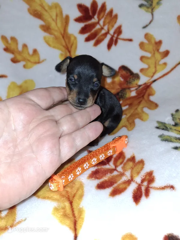 Black/ rust M 🧡 – Miniature Pinscher puppy for sale in Ocala, FL