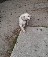 🧁 Cupcake , a female Golden Retriever for sale in Ocala, FL – Photo 2 of 2