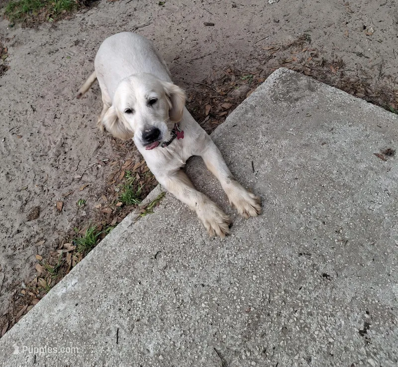 🧁 Cupcake  – Golden Retriever puppy for sale in Ocala, FL