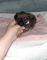 Belge (smooth) 💖, a female Brussels Griffon for sale in Ocala, FL – 2 of 6