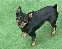 Coming soon!!, a  Miniature Pinscher for sale in Ocala, FL – 6 of 8