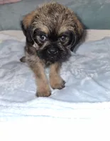Belge Male 💚, a male Brussels Griffon for sale in Ocala, FL – 3 of 3