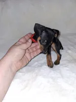 AKC black F ❤️, a female Miniature Pinscher for sale in Ocala, FL – 2 of 5