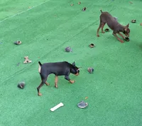 Coming soon!!, a  Miniature Pinscher for sale in Ocala, FL – 7 of 8