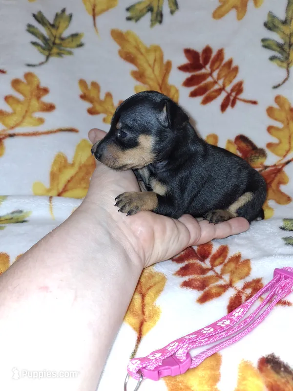Black/ rust 🩷 – Miniature Pinscher puppy for sale in Ocala, FL