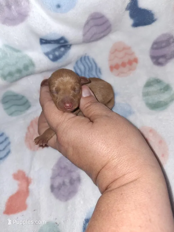 Clear red F – Miniature Pinscher puppy for sale in Ocala, FL