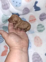 Clear red F, a female Miniature Pinscher for sale in Ocala, FL – Photo 2 of 2