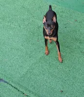 Coming soon!!, a  Miniature Pinscher for sale in Ocala, FL – 8 of 8