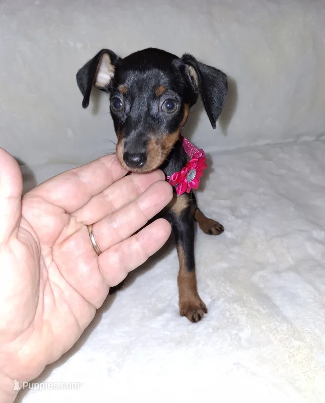 AKC black F 🩷 – Miniature Pinscher puppy for sale in Ocala, FL