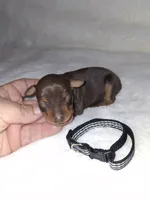 AKC chocolate M 🖤, a male Miniature Pinscher for sale in Ocala, FL – 5 of 9