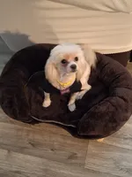 Coming soon!!, a  Pomeranian and Maltipom for sale in Ocala, FL – 4 of 7