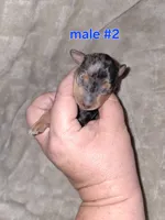 Black merle M, a male Miniature Pinscher for sale in Ocala, FL – 2 of 6