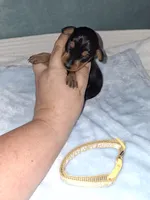 Black/ rust M🥇, a male Miniature Pinscher for sale in Ocala, FL – 2 of 8