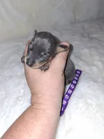 Blue/ tan F 💜, a female Miniature Pinscher for sale in Ocala, FL – 4 of 7
