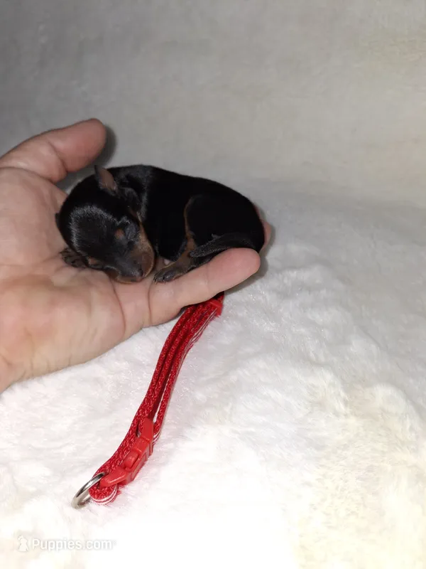 Black and rust ❤️ – Miniature Pinscher puppy for sale in Ocala, FL
