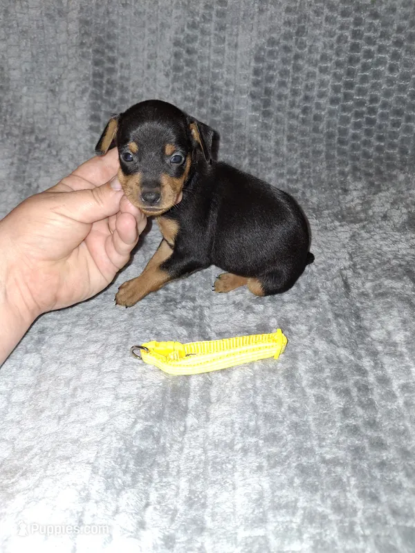 Black / rust M 💛 – Miniature Pinscher puppy for sale in Ocala, FL
