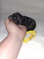 AKC Black M 💛, a male Miniature Pinscher for sale in Ocala, FL – 4 of 7