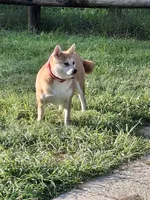 Nala, a female Shiba Inu for sale in Ocala, FL – 1 of 7