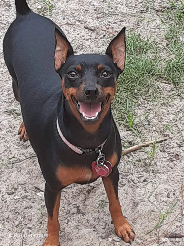 Coming soon!! – Miniature Pinscher puppy for sale in Ocala, FL