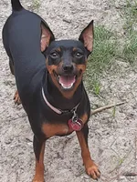 Coming soon!!, a  Miniature Pinscher for sale in Ocala, FL – 1 of 8
