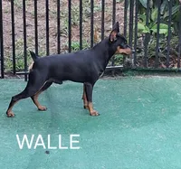 Black merle F ❤️ , a female Miniature Pinscher for sale in Ocala, FL – 6 of 7
