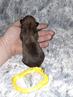 💛, a male Brussels Griffon for sale in Ocala, FL – Photo 3 of 3