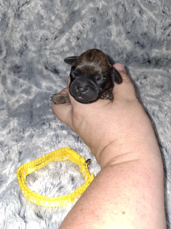 💛 – Brussels Griffon puppy for sale in Ocala, FL