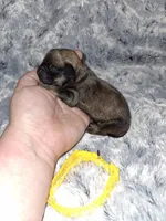 💛, a male Brussels Griffon for sale in Ocala, FL – Photo 2 of 3