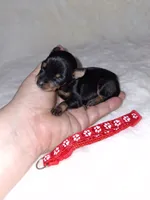 Black/rust ❤️, a female Miniature Pinscher for sale in Ocala, FL – 4 of 10