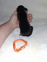 AKC Black M 🍊, a male Miniature Pinscher for sale in Ocala, FL – 5 of 9