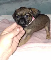 Belge (smooth) 💖, a female Brussels Griffon for sale in Ocala, FL – 3 of 6