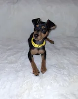 Black/ rust M 💛, a male Miniature Pinscher for sale in Ocala, FL – 3 of 9