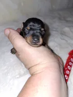 Black/rust ❤️, a female Miniature Pinscher for sale in Ocala, FL – 6 of 10