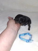 AKC Black M 💙, a male Miniature Pinscher for sale in Ocala, FL – 4 of 7