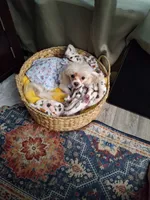 Coming soon!!, a  Pomeranian and Maltipom for sale in Ocala, FL – 6 of 7