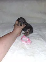 Harlequin Pinscher F, a female Miniature Pinscher for sale in Ocala, FL – 2 of 9