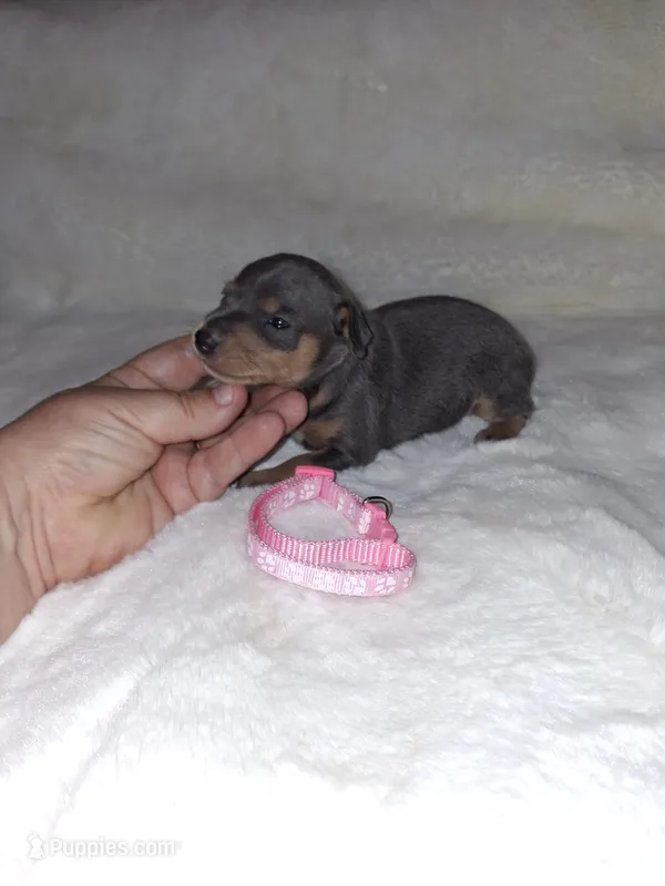 Blue/ tan F  – Miniature Pinscher puppy for sale in Ocala, FL