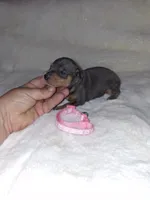 Harlequin Pinscher F, a female Miniature Pinscher for sale in Ocala, FL – 1 of 9
