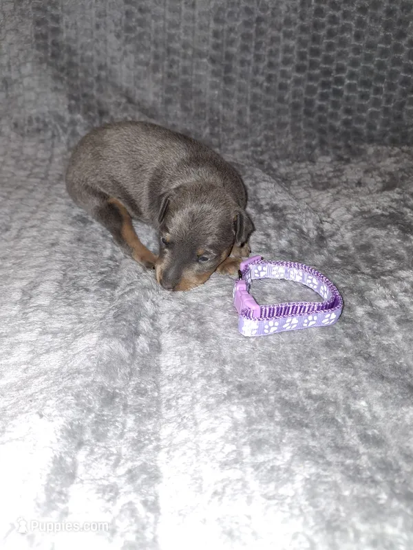 Blue/ tan F 💜 – Miniature Pinscher puppy on hold in Ocala, FL