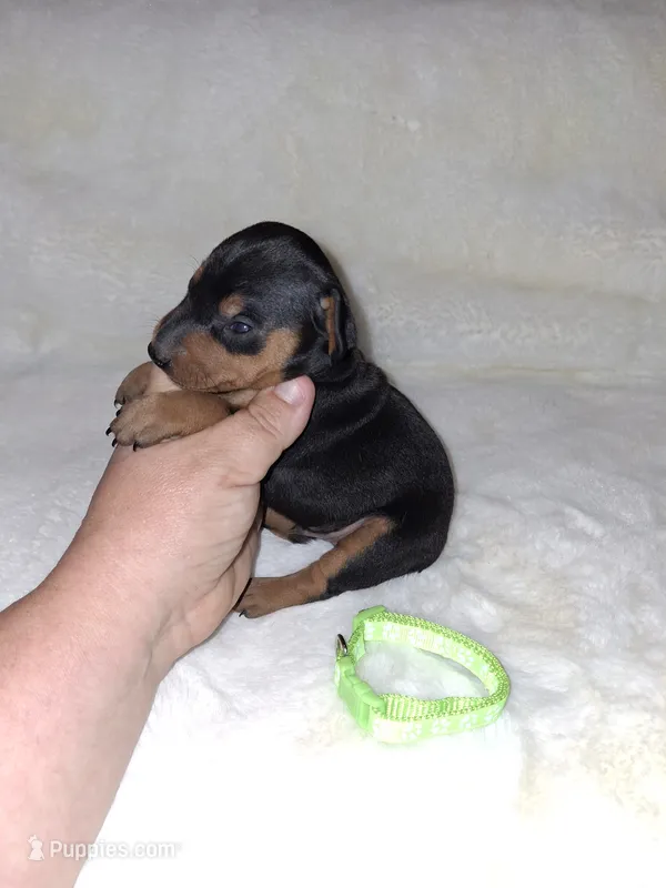 Harlequin Pinscher male – Miniature Pinscher puppy for sale in Ocala, FL
