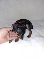 AKC black F ❤️, a female Miniature Pinscher for sale in Ocala, FL – 3 of 5