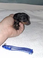 Black/ rust M 💙, a male Miniature Pinscher for sale in Ocala, FL – 4 of 7