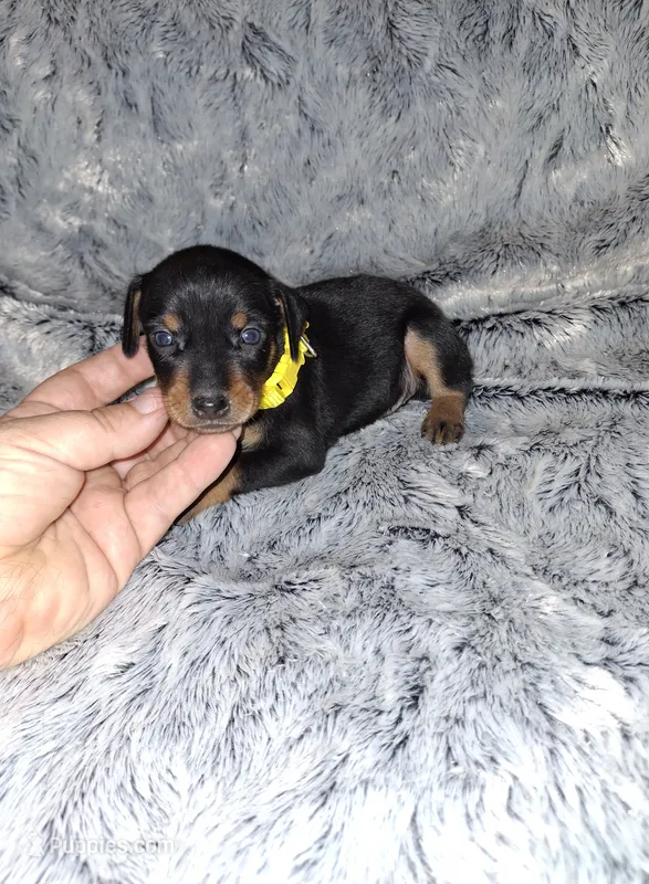 AKC Black M 💛 – Miniature Pinscher puppy for sale in Ocala, FL