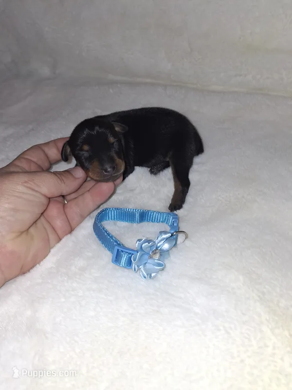 AKC Black M 💙 – Miniature Pinscher puppy for sale in Ocala, FL