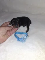 AKC Black M 💙, a male Miniature Pinscher for sale in Ocala, FL – 1 of 7