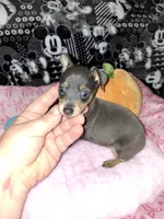 Blue/ tan F 💜, a female Miniature Pinscher for sale in Ocala, FL – 4 of 10