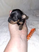 Black/ rust M 🧡, a male Miniature Pinscher for sale in Ocala, FL – 4 of 9